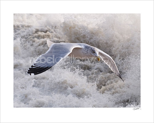 Photograph of a Seagull gliding over the waves by Hastings Photographer Jon "Huldrick' Wilhelm.