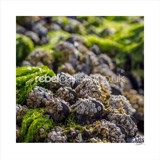 Photograph of Mussels on rocks in a rock pool by Jon Huldrick Wilhelm.